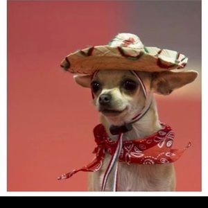 Meet your Posher, Amelia